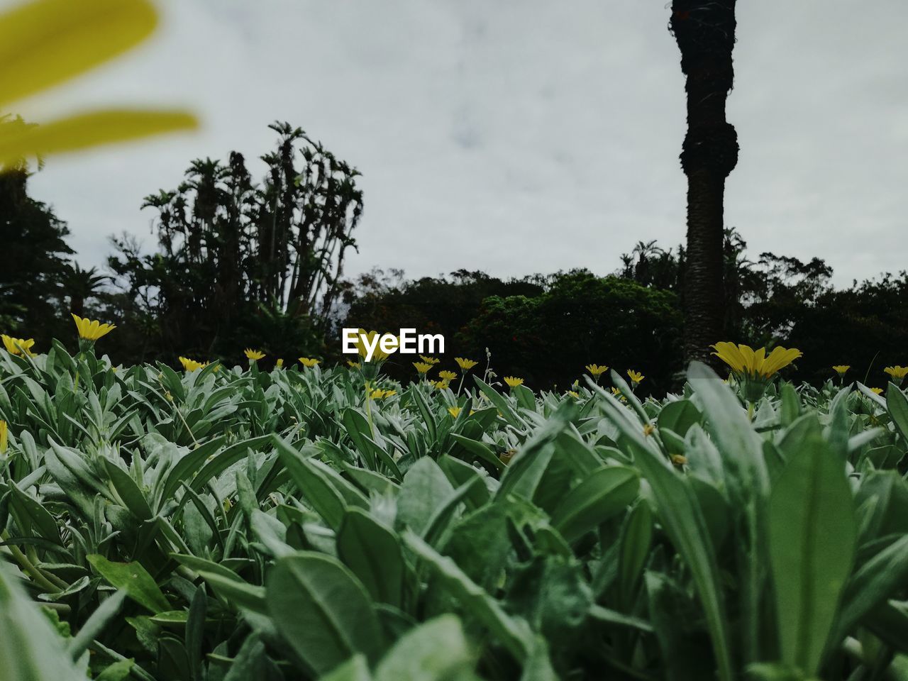 YELLOW FLOWERS BLOOMING AGAINST SKY