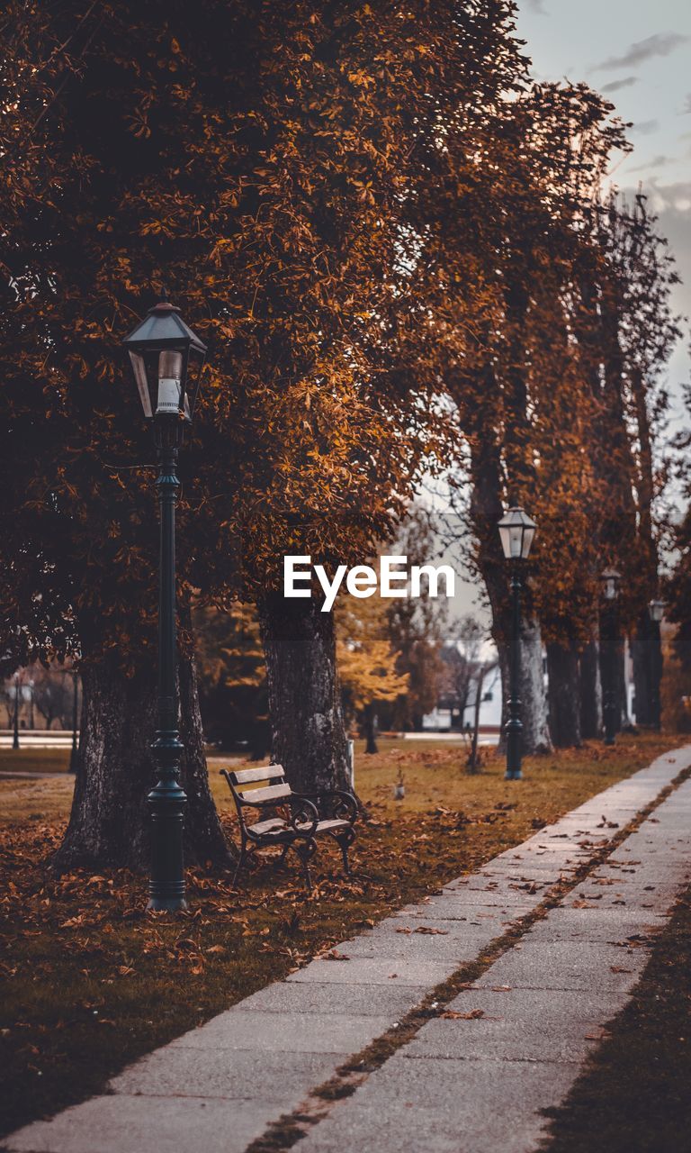 Street amidst trees during autumn