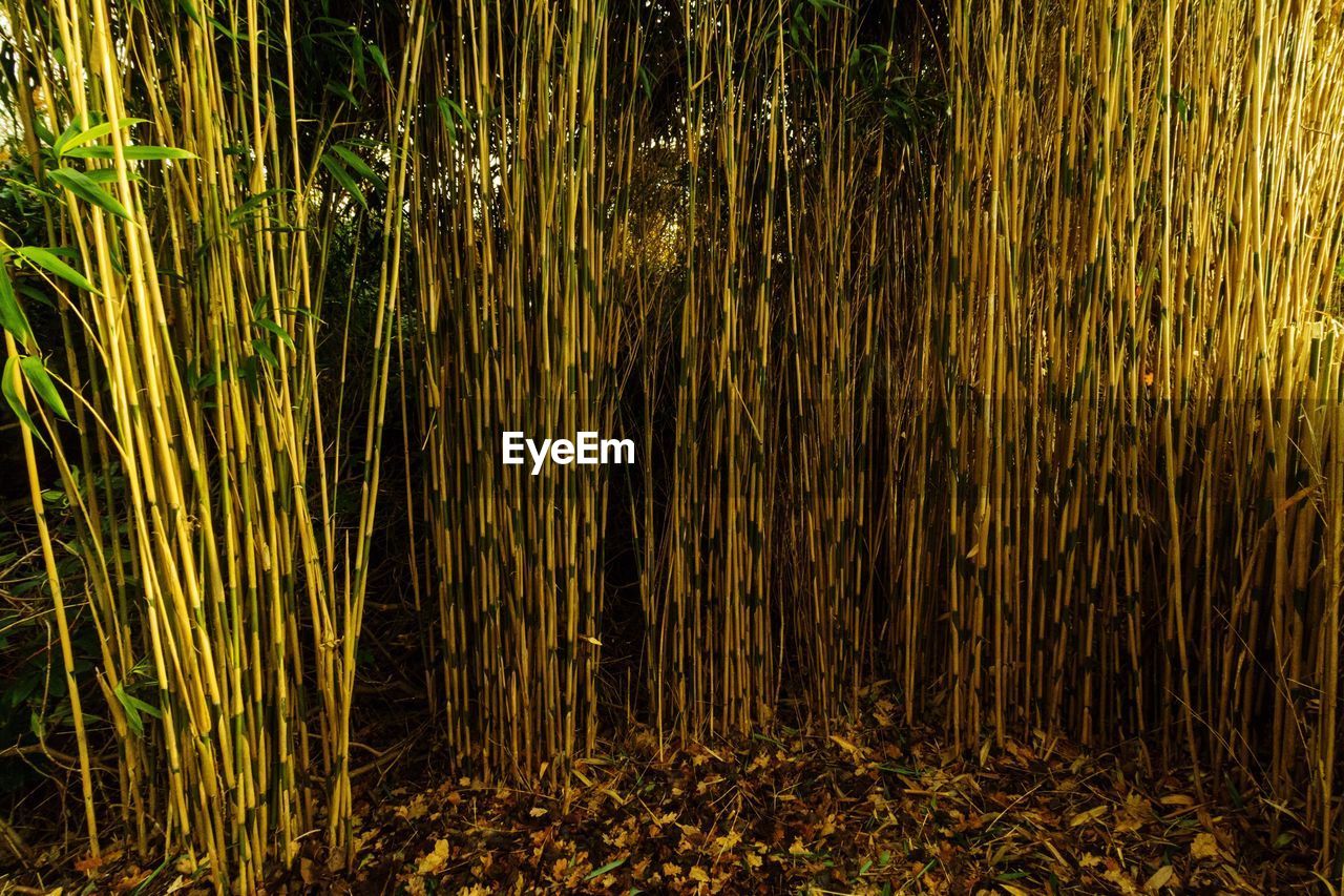 CLOSE-UP OF BAMBOO FOREST