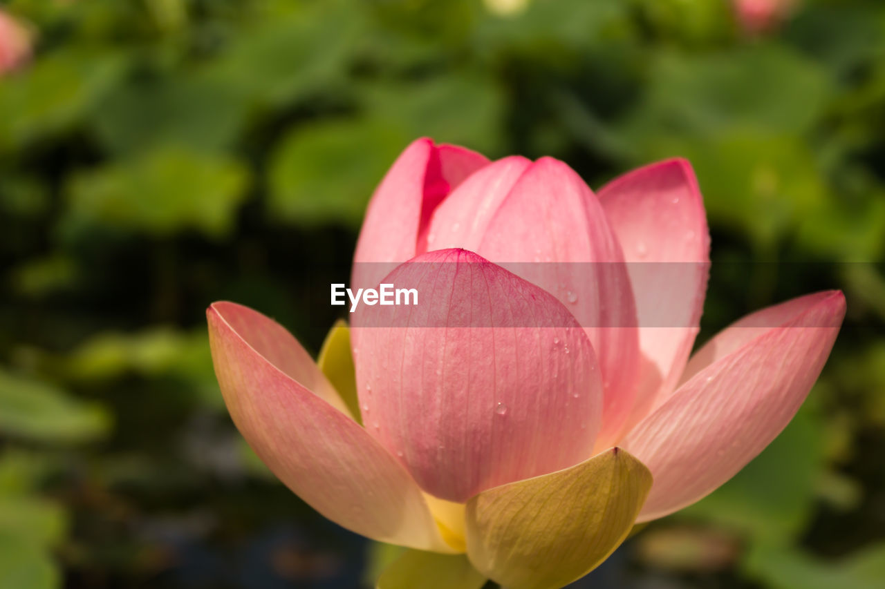 Close-up of pink flower