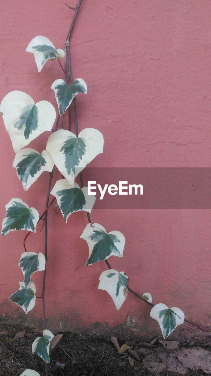 CLOSE-UP OF ROSE AGAINST RED WALL