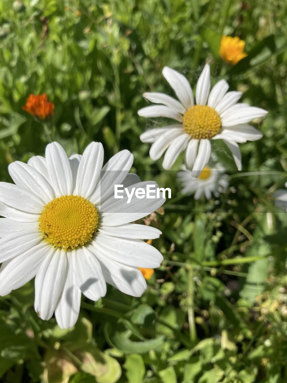 flower, flowering plant, plant, freshness, beauty in nature, fragility, petal, flower head, growth, inflorescence, white, close-up, pollen, nature, daisy, focus on foreground, no people, botany, day, yellow, outdoors, wildflower, green, meadow, springtime, blossom