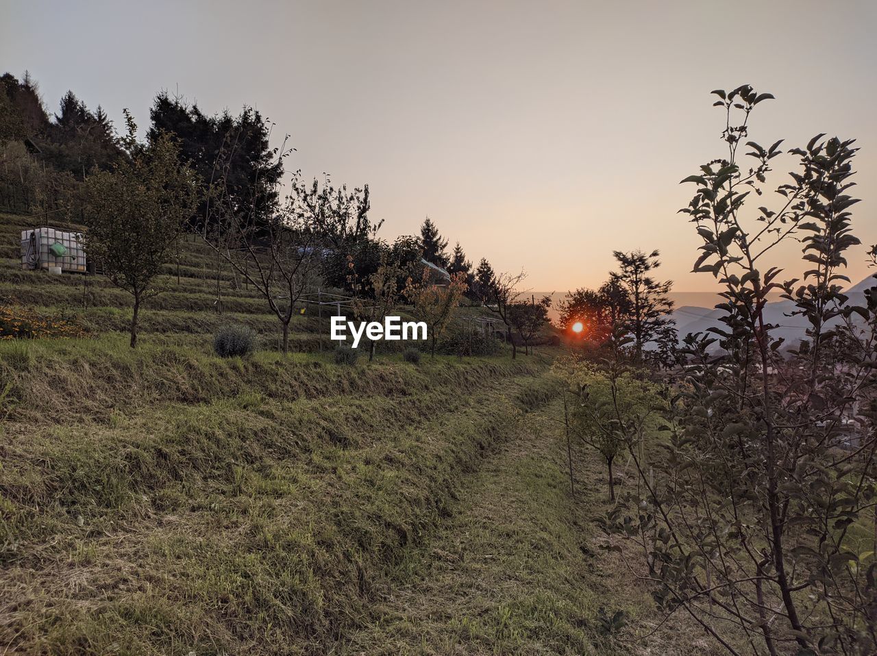 PLANTS GROWING ON FIELD AGAINST SKY DURING SUNSET