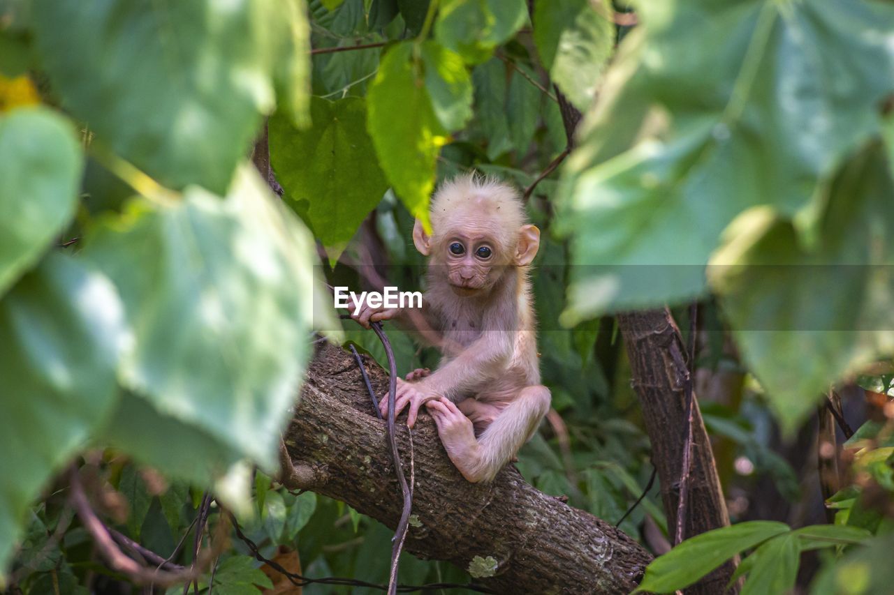 Monkey in a tree