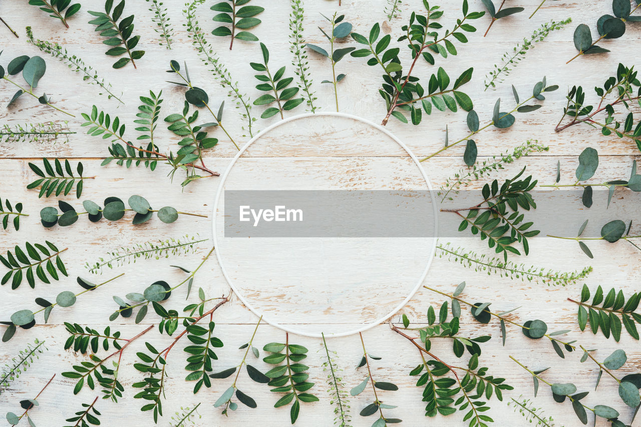 DIRECTLY ABOVE SHOT OF PLANT ON TABLE