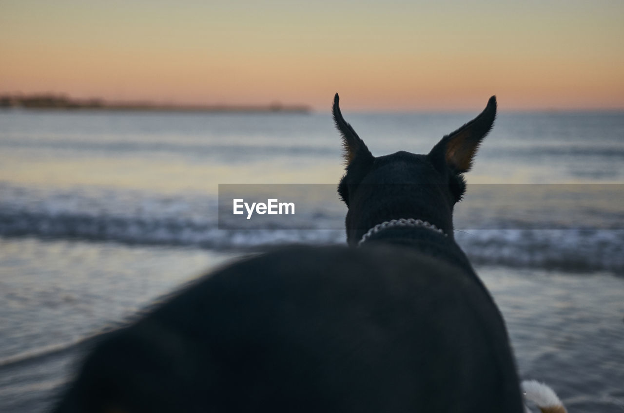 VIEW OF A DOG AT BEACH