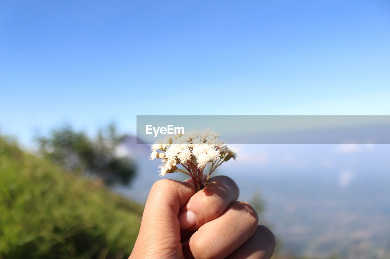 Close-up of hand holding small white flower