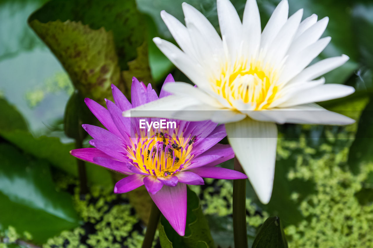 Close-up of purple and yellow flower