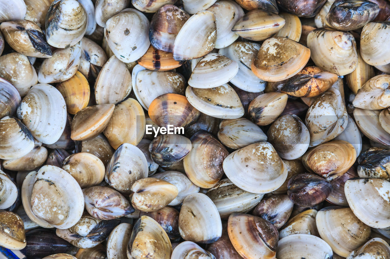full frame shot of various seashells