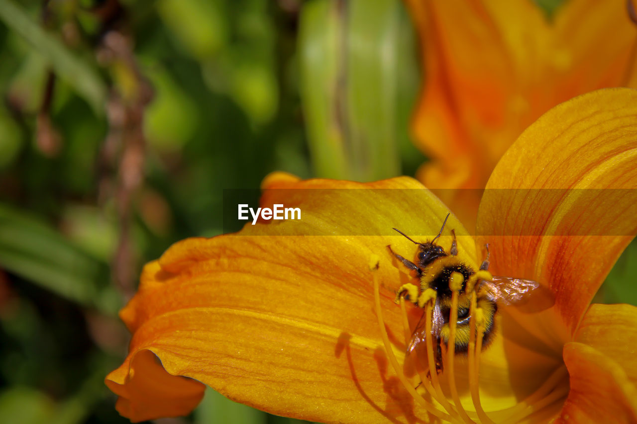 Close-up of bee on yellow flower