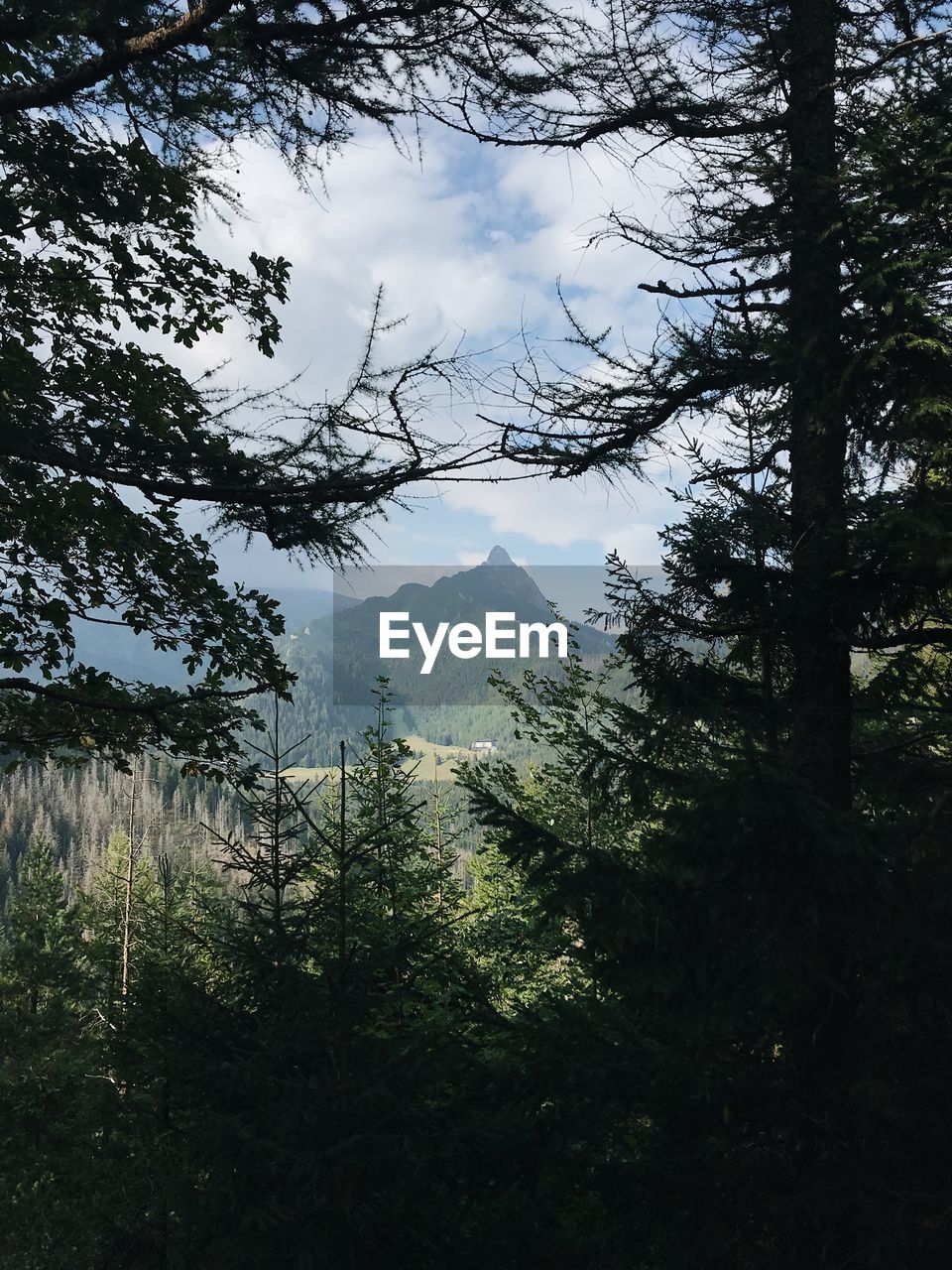 SCENIC VIEW OF TREES AND MOUNTAINS AGAINST SKY