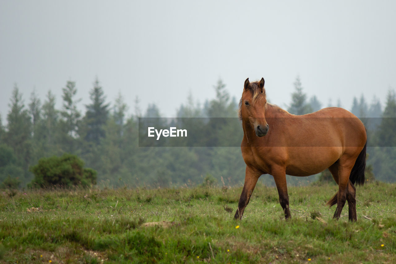 HORSE STANDING ON FIELD