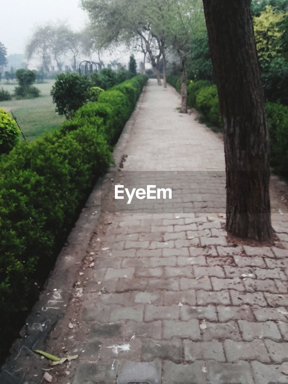 FOOTPATH IN FOREST