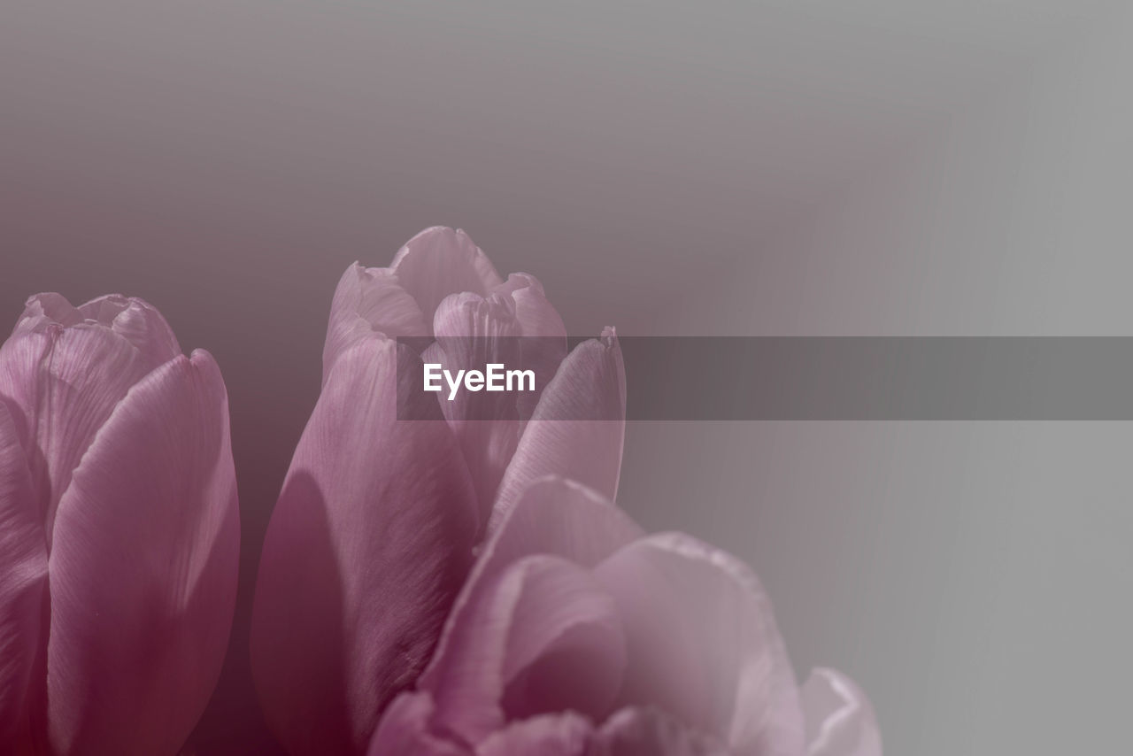 CLOSE-UP OF PINK ROSE FLOWER