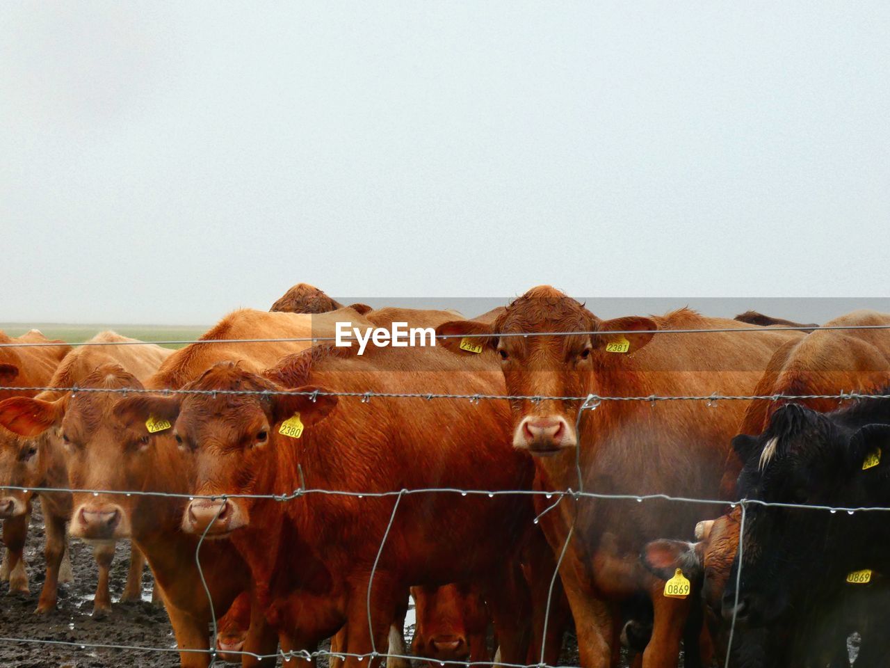 Cows standing in farm against clear sky