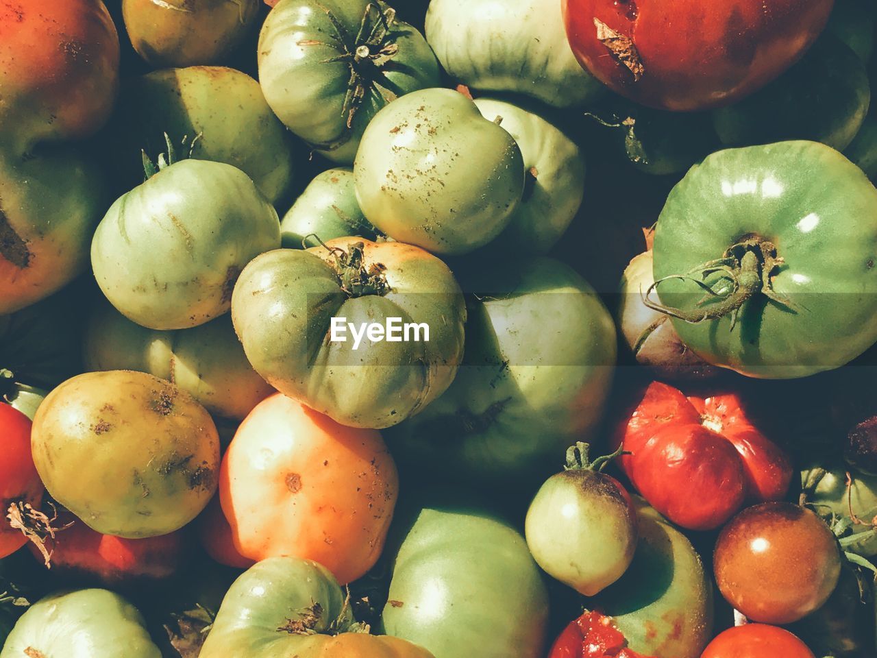 Full frame shot of tomatoes