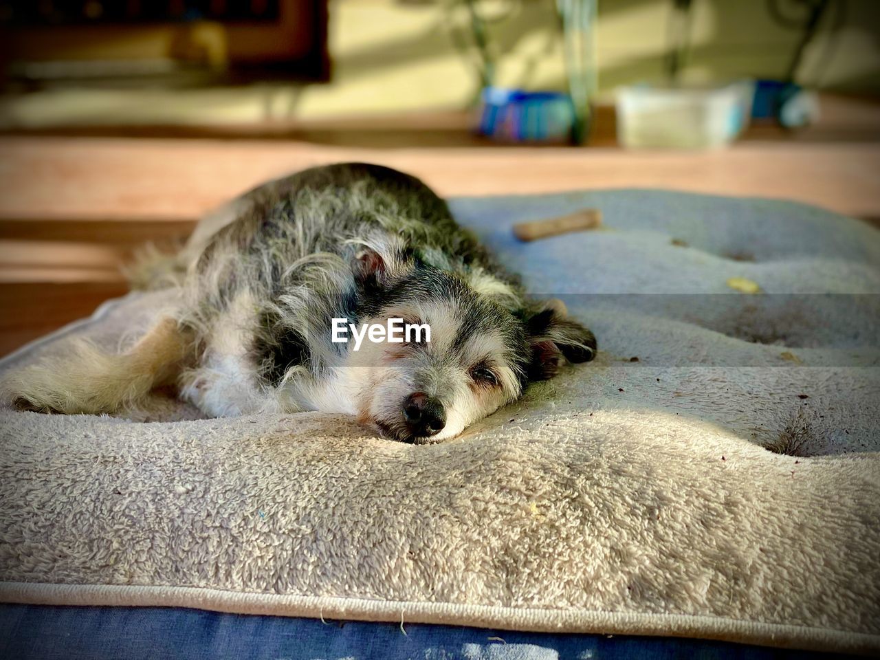 animal, animal themes, mammal, one animal, pet, domestic animals, puppy, relaxation, canine, dog, indoors, no people, lying down, sleeping, resting, focus on foreground, portrait, looking at camera