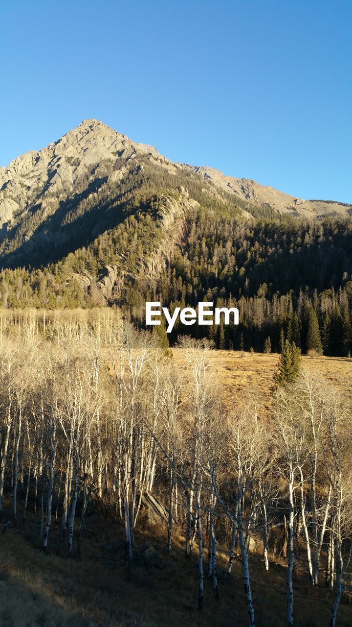 LANDSCAPE AGAINST CLEAR BLUE SKY