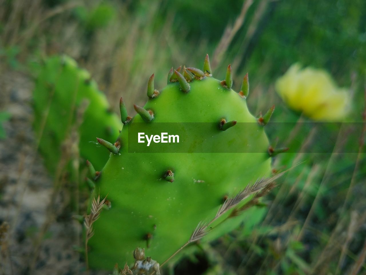 Close-up of prickly pear cactus