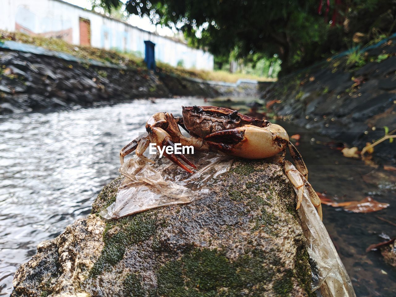 CLOSE-UP OF CRAB ON ROCK