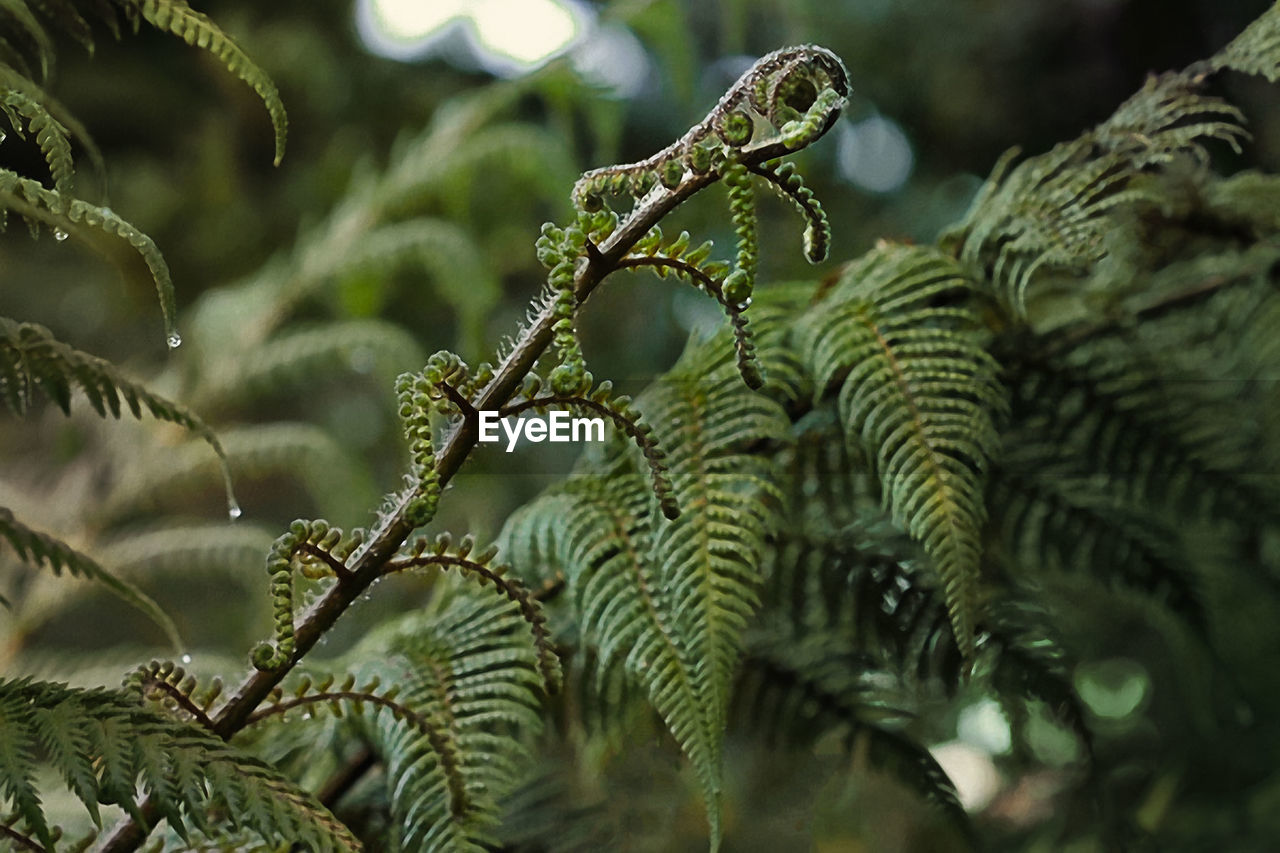 Close-up of pine tree branch