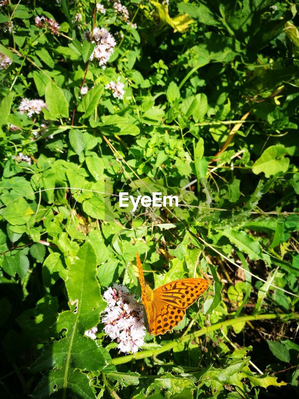 CLOSE-UP OF BUTTERFLY ON FLOWER