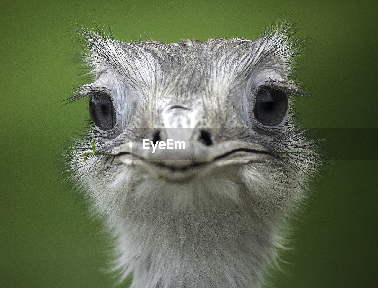 CLOSE-UP PORTRAIT OF OSTRICH