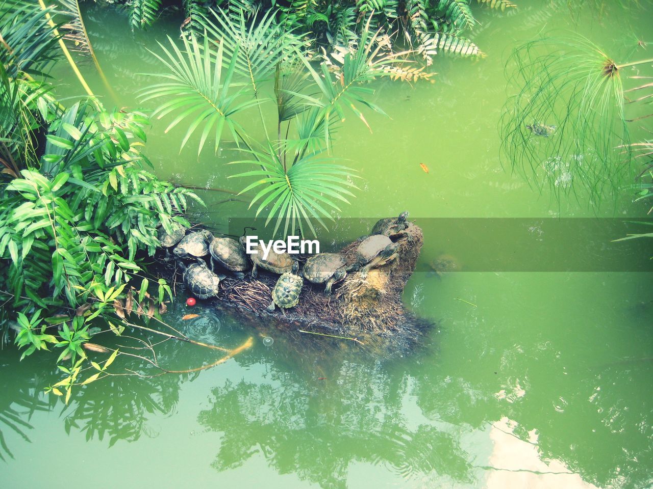 HIGH ANGLE VIEW OF SWIMMING ON LAKE