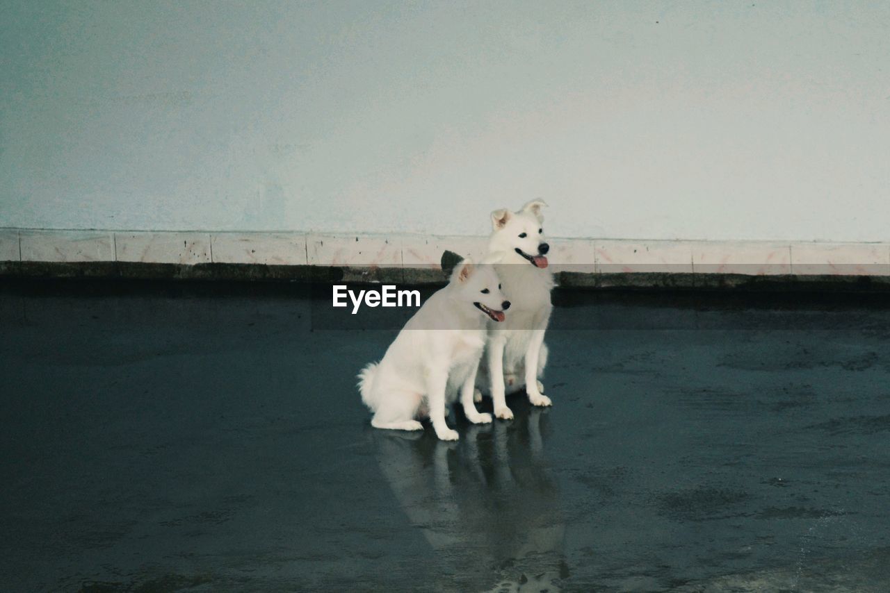 DOG STANDING IN WATER