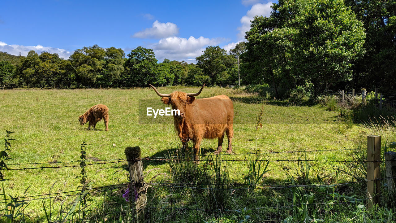 VIEW OF SHEEP IN FARM