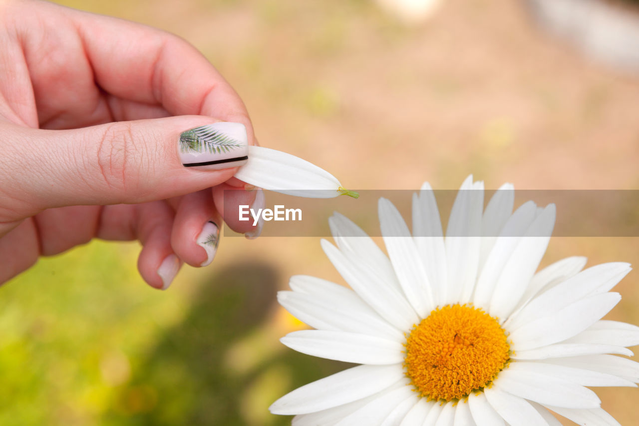 CLOSE-UP OF HAND HOLDING WHITE FLOWERING PLANTS