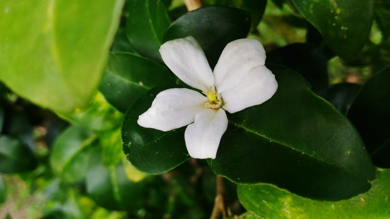 CLOSE-UP OF WHITE ROSE FLOWER