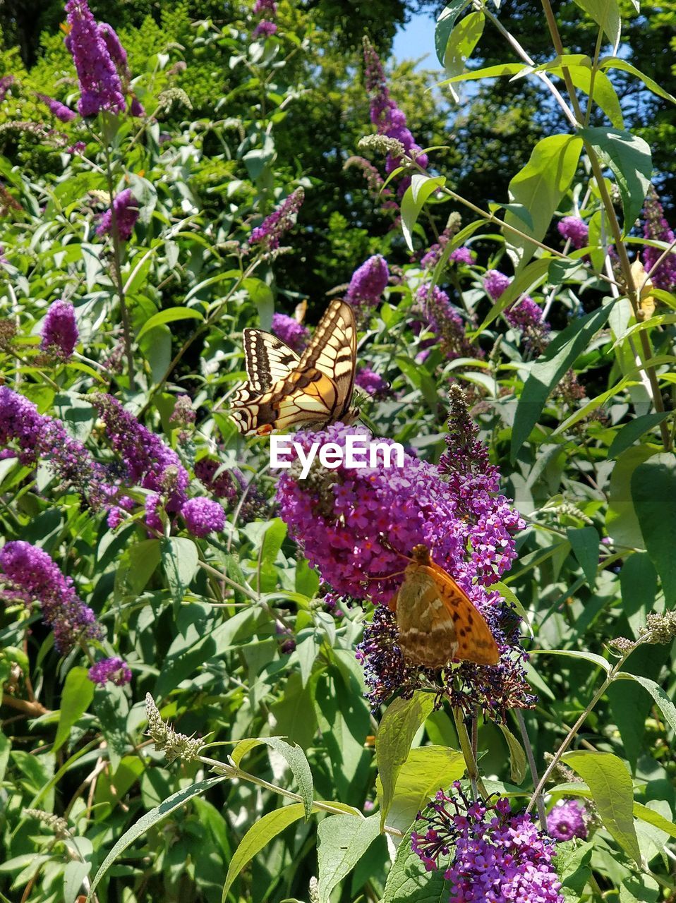BUTTERFLY ON PURPLE FLOWERING PLANTS