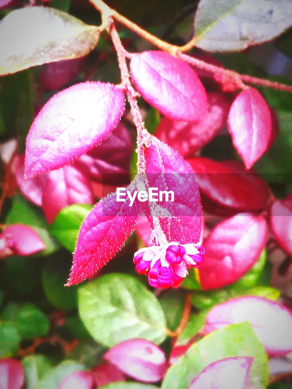 CLOSE-UP OF PINK FLOWERS