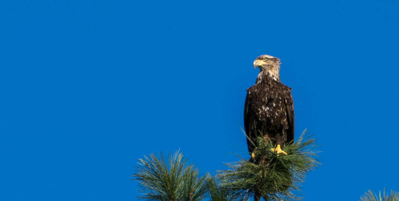 Low angle view of eagle perching on tree against clear blue sky