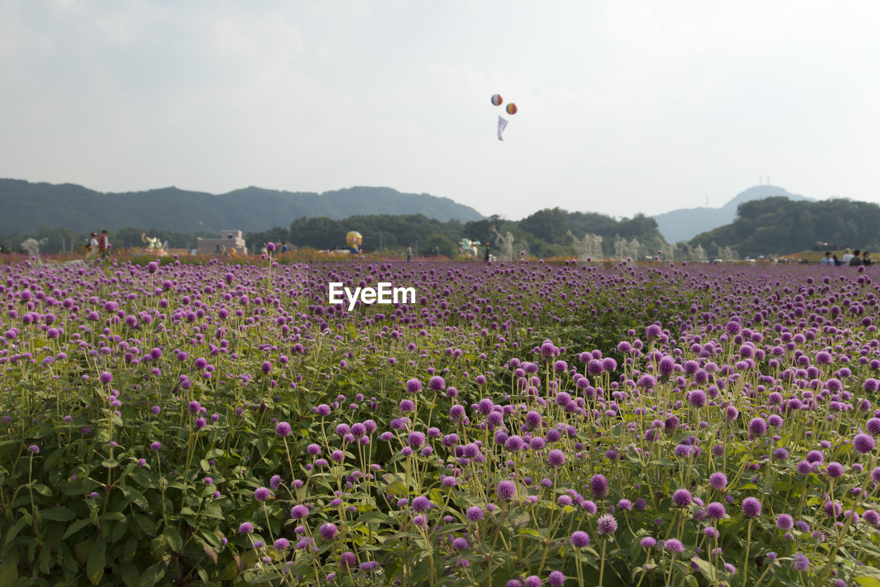 FLOWERS IN FIELD