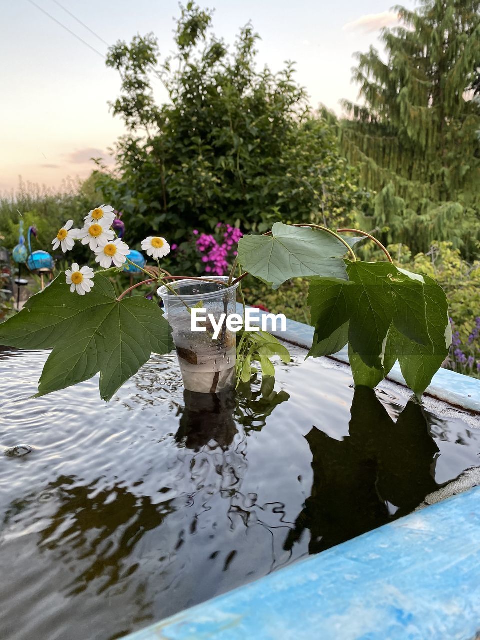 CLOSE-UP OF PURPLE FLOWERING PLANTS IN LAKE