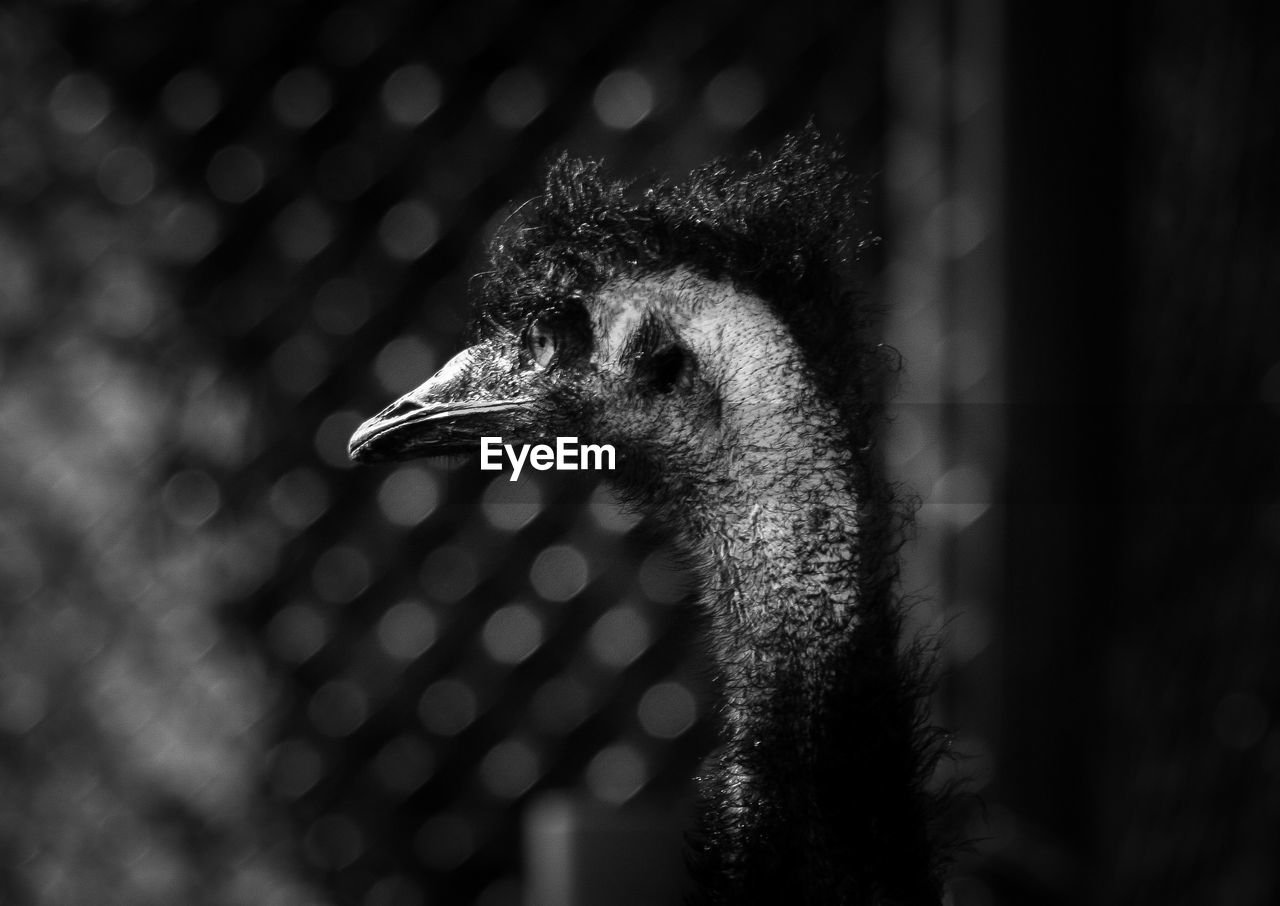 Close-up of an emu looking away