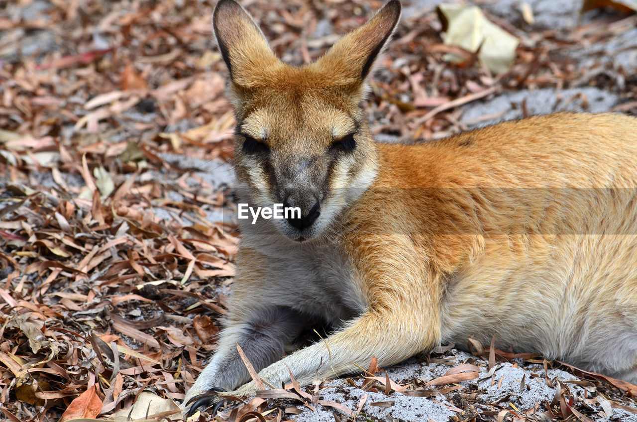 Close-up of kangaroo lying on dry leaves