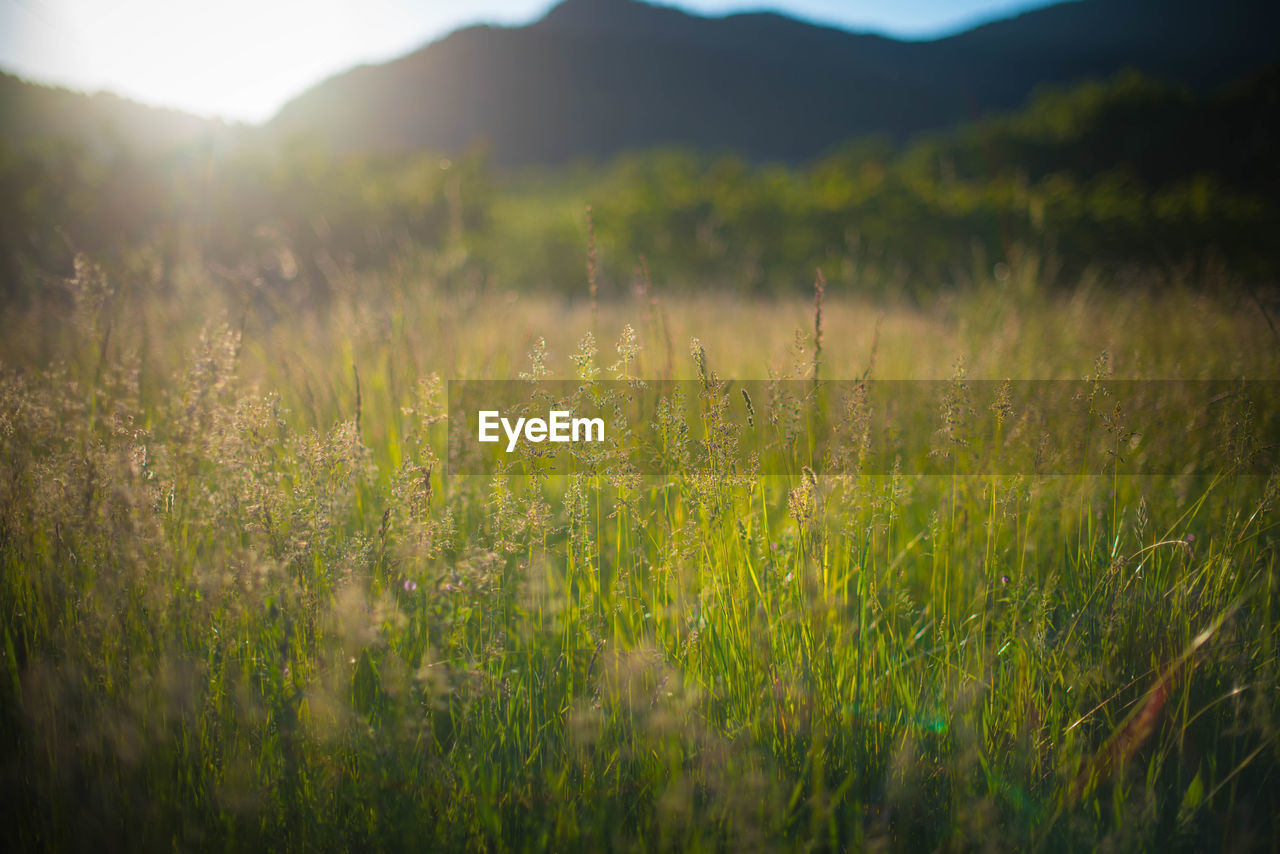GRASS GROWING IN FIELD