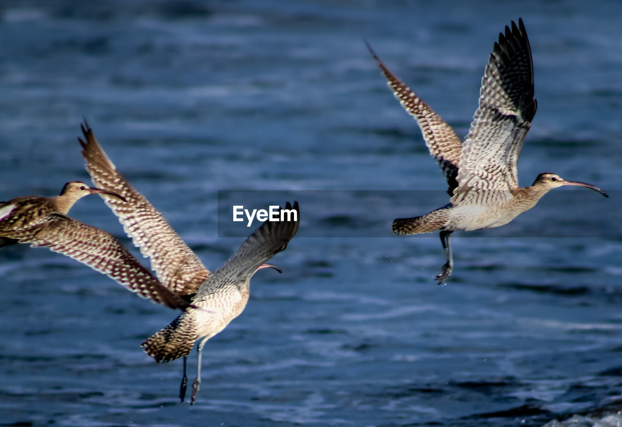 SEAGULLS FLYING IN SEA