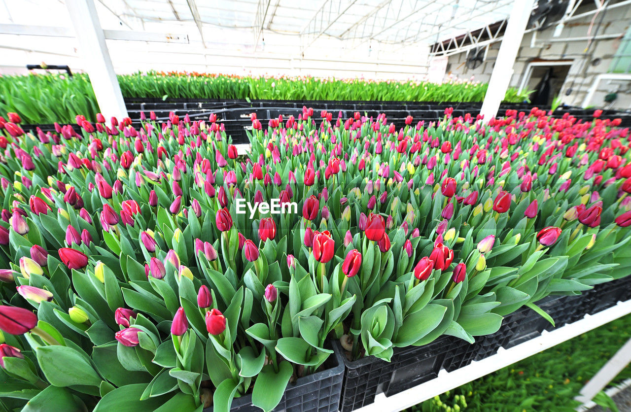 plant, tulip, flower, flowering plant, growth, freshness, beauty in nature, botany, greenhouse, nature, abundance, green, fragility, plant nursery, day, no people, multi colored, leaf, plant part, outdoors, retail, flowerbed, arrangement, floristry, springtime, close-up