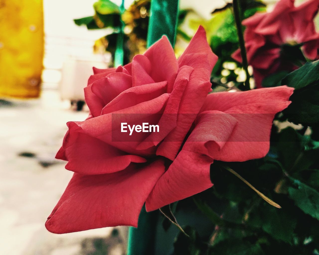 CLOSE-UP OF RED FLOWERS