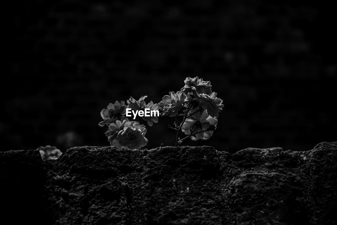 Close-up of flowering plant on rock