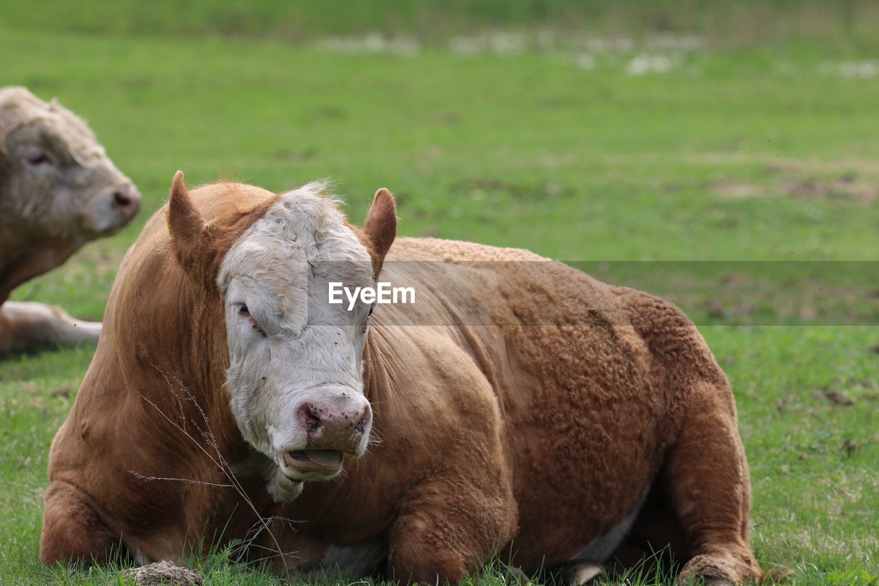 Portrait of a cow or beef on field