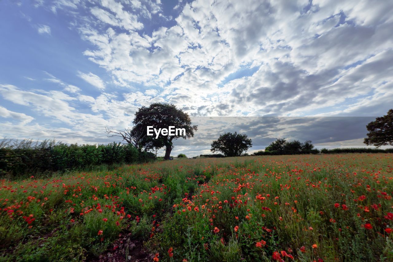FLOWERING PLANTS ON FIELD AGAINST SKY