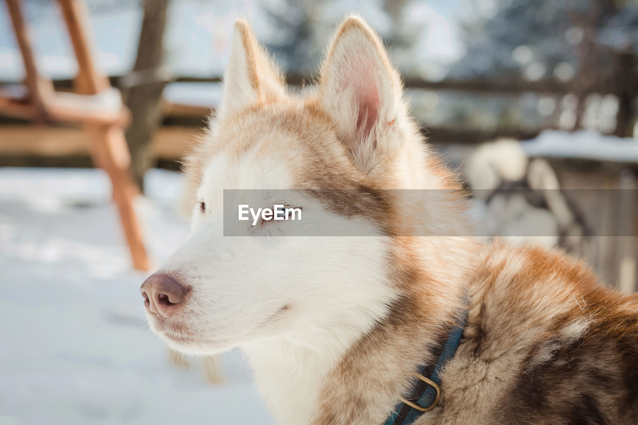 CLOSE-UP OF DOG ON SNOW