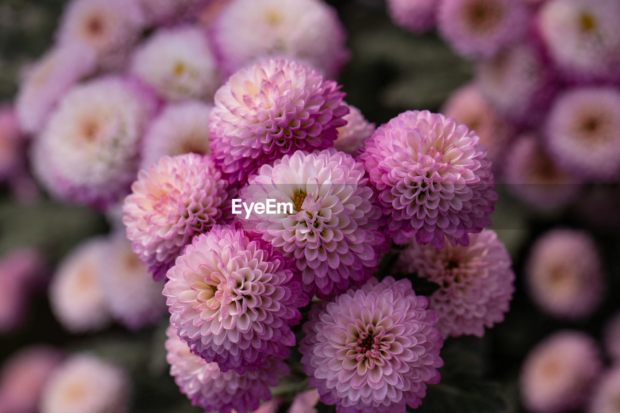 Purple chrysanthemums close up in autumn sunny day in the garden. autumn flowers. flower head