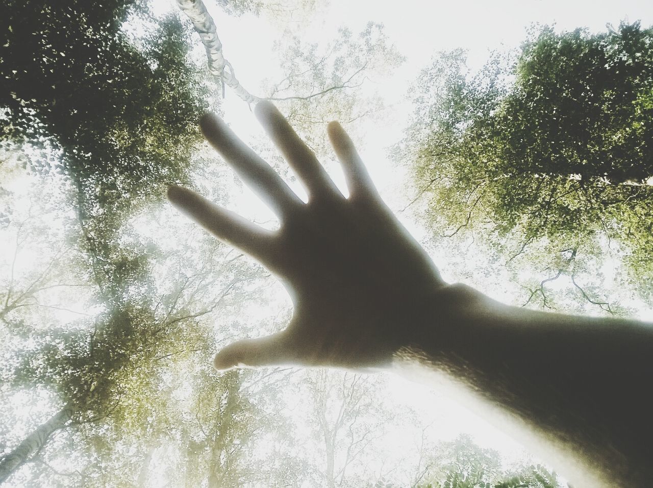 Human hand with tree in background