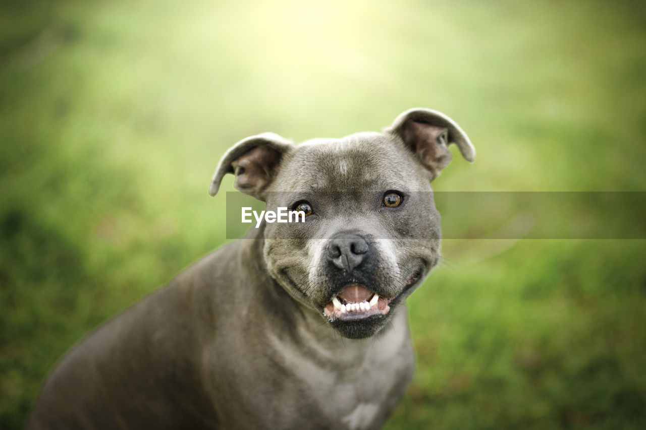 one animal, dog, animal themes, pet, animal, mammal, canine, domestic animals, portrait, looking at camera, grass, focus on foreground, no people, nature, day, outdoors, plant, animal body part, young animal, carnivore, guard dog